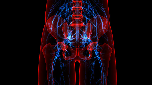 人体骨骼系统骨关节解剖学图片下载