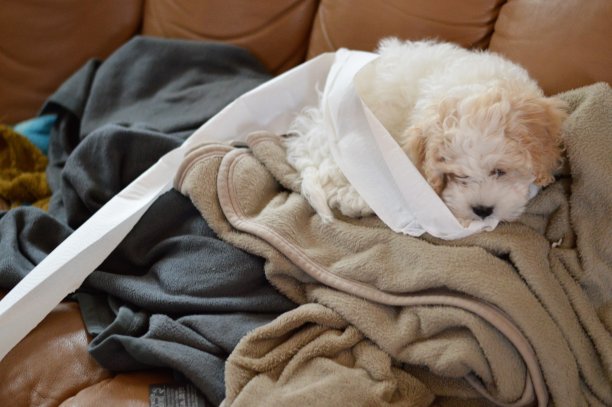 卡瓦波洪小狗图片下载