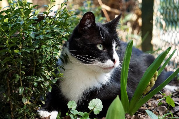 一只黑白相间的猫正躺在花园里的花坛上图片下载