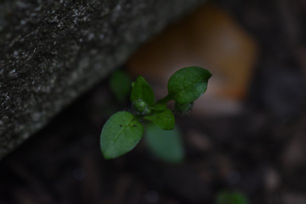 晚上三叶草图片下载