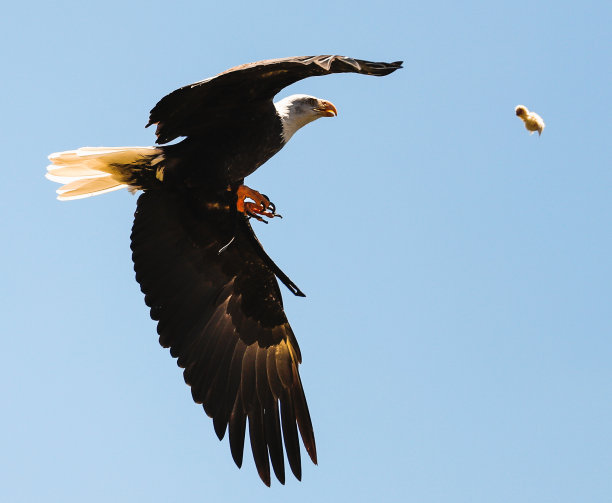 白尾pigargo图片下载