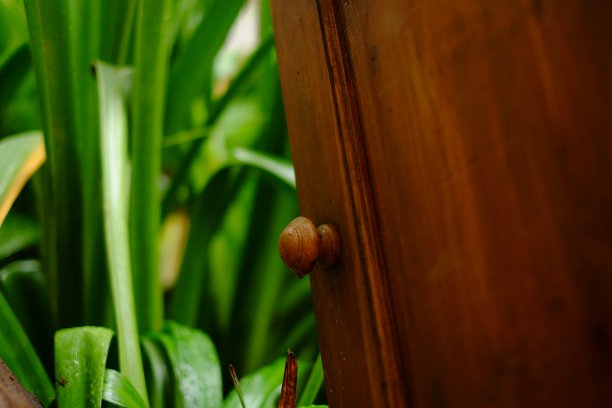 门外是绿草图片下载