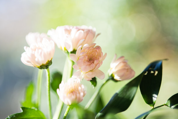 陶器上的花卉摆设图片下载