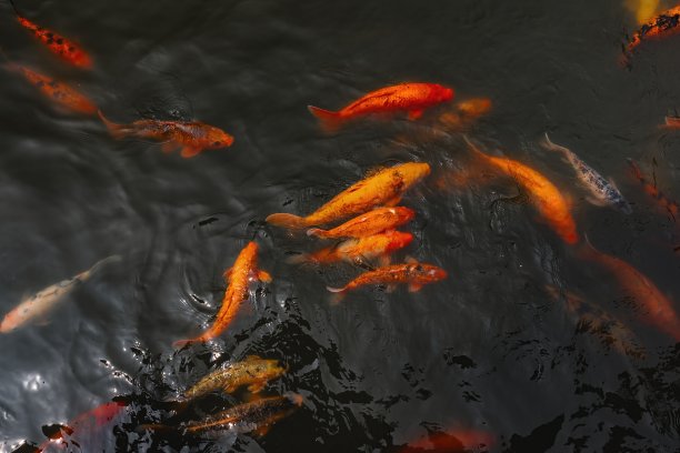 群锦鲤背景。图片下载