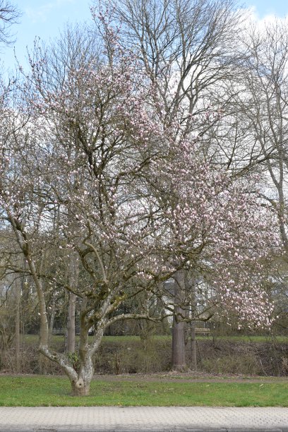 开了许多花的木兰树图片下载