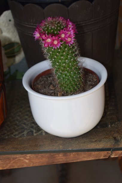 粉红色的开花仙人掌，带着开花的光环图片下载