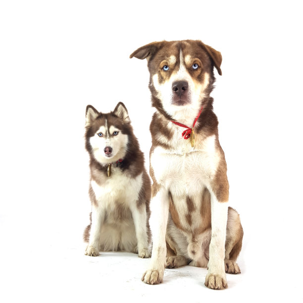 沙哑的夫妇图片下载