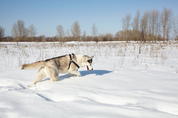 哈士奇在雪地里奔跑图片下载