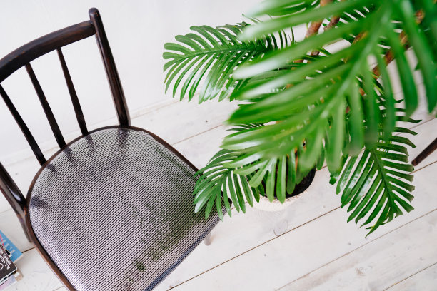 枣椰树在复古的椅子上。室内植物在室内。人工棕榈树图片下载