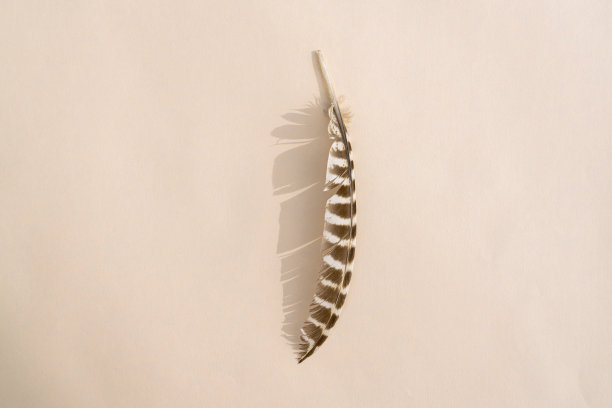 猫头鹰羽毛，彩色背景上有坚硬的阴影图片下载