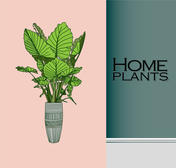 现代时尚植物的室内概念图片下载