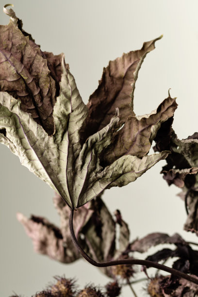 干树叶。教育静物画。图片下载