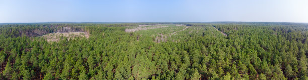 早春松林鸟瞰图图片下载