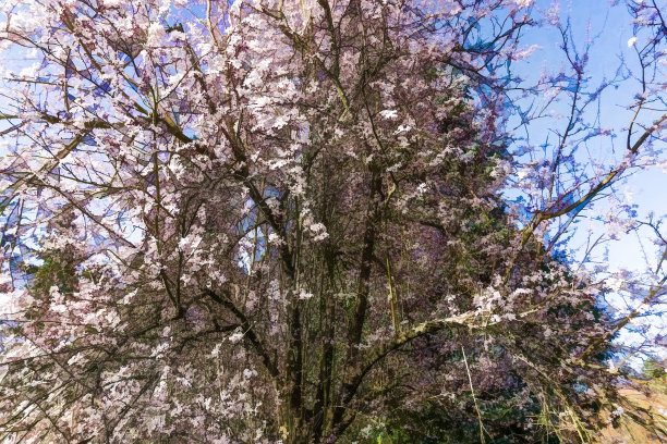 植物园白花插图图片下载