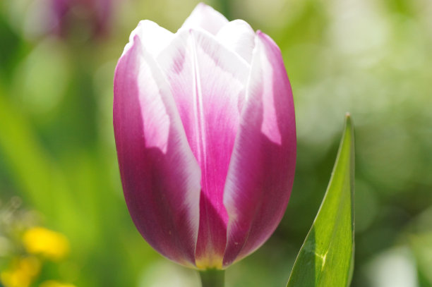 郁金香设计图片下载