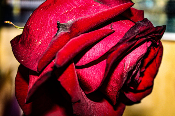 玫瑰结束图片下载