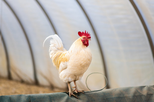 美丽的公鸡，白色的羽毛站在一个凸起的区域图片下载