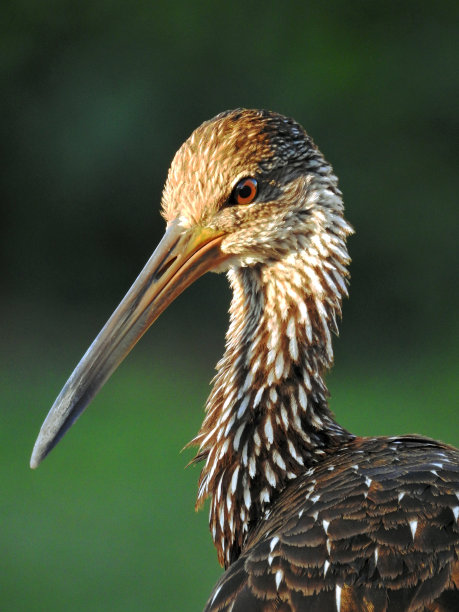 涉禽在晚上图片下载