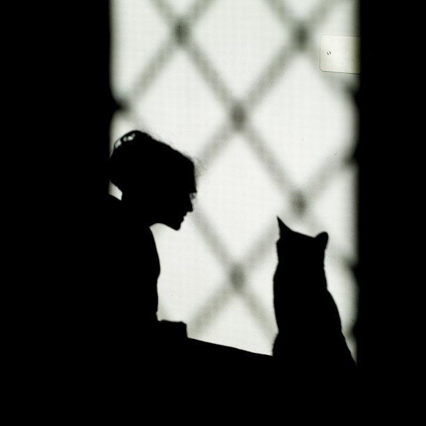 阴影和猫图片下载