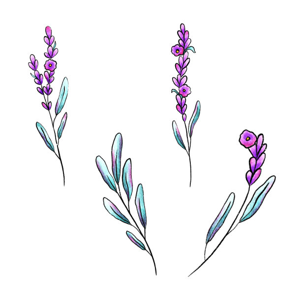 水彩和墨水薰衣草花孤立装饰元素集图片下载