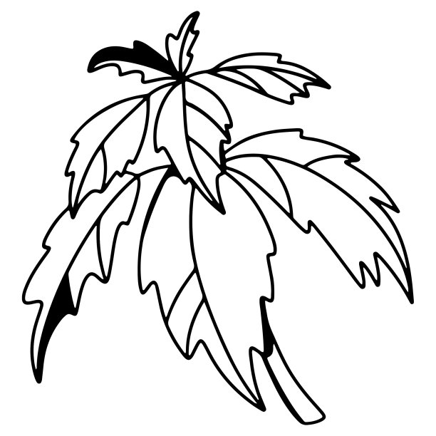 香料和草药图片下载