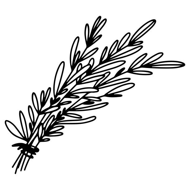 香料和草药图片下载