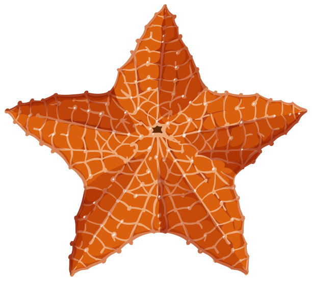 海星鱼卡通风格的白色背景图片下载