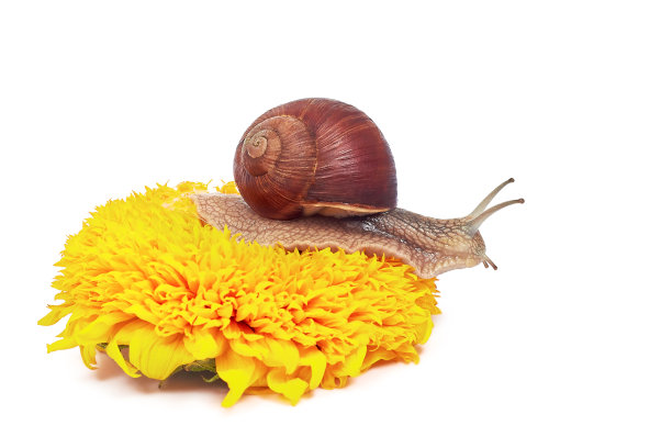 白色背景上的栗色蜗牛坐在一朵黄色的花上。向日葵。孤立。双螺旋番茄-勃艮第蜗牛，罗马蜗牛，食用蜗牛，蜗牛-蜗牛。图片下载