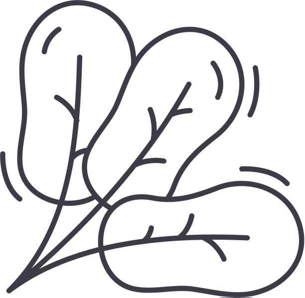 菠菜图标线形孤立薄图片下载