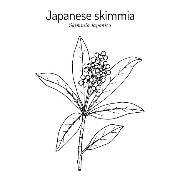 日本稻常青图片下载