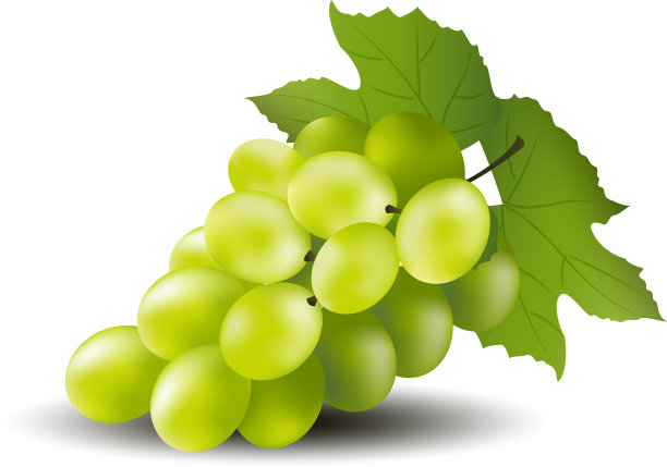 白色背景上的绿葡萄设计eps10图片下载