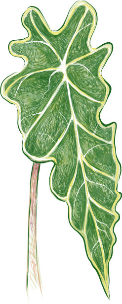 金葛或常青藤芋属植物图片下载