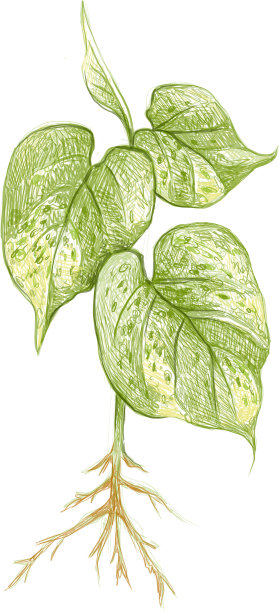 金葛或常青藤芋属植物图片下载