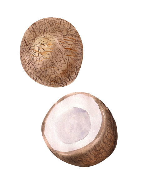 水彩插图。热带水果。椰子减半。椰子有一个棕色的硬壳。白椰浆。图片下载