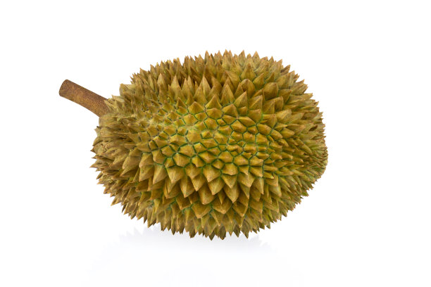 榴莲热带水果孤立在白色背景图片下载