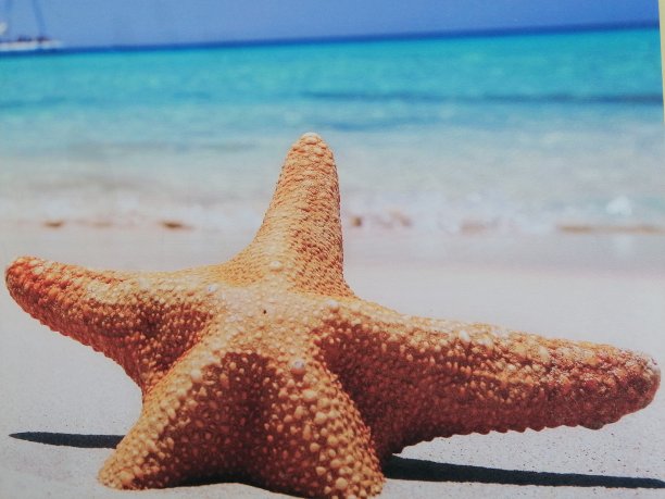 海星图片下载