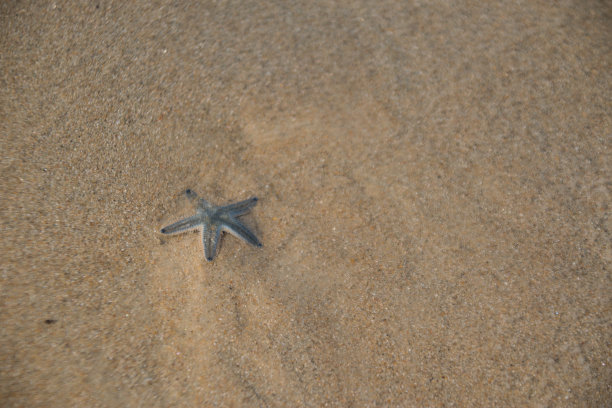海滩上的海星鱼图片下载