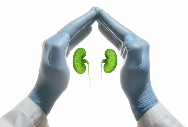 健康肾脏的概念图片下载