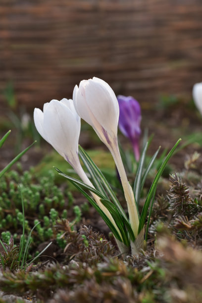 两株白色番红花生长在多肉植物中。图片下载