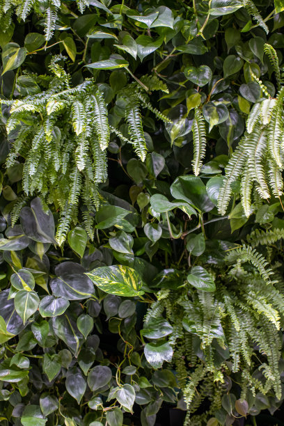 生态设计的趋势。墙由植物、垂直花园、城市丛林、现代室内装饰。概念生态装饰城市环境或私人住宅，零浪费图片下载
