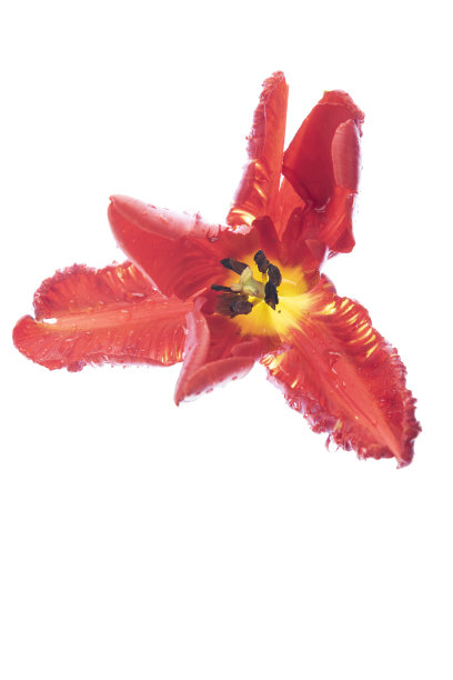 红色郁金香靠近白色带花粉图片下载