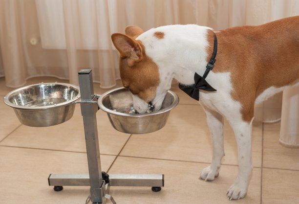 优雅而饥饿的巴森基狗把它的鼻子放进煮好的米饭里图片下载