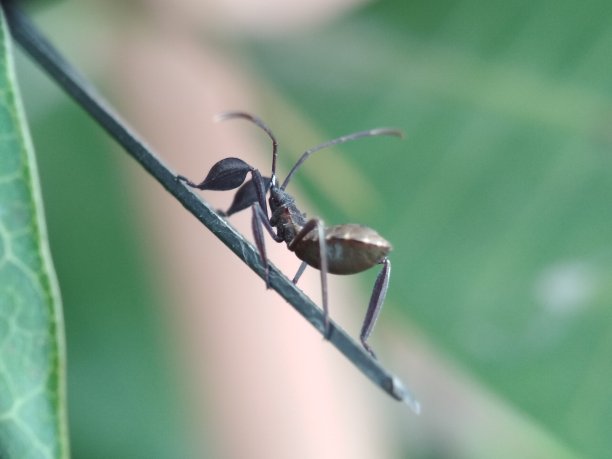 昆虫爬上树枝图片下载