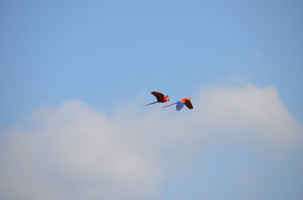 一对猩红色金刚鹦鹉图片下载