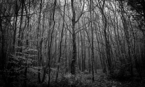 迷失在树林里图片下载