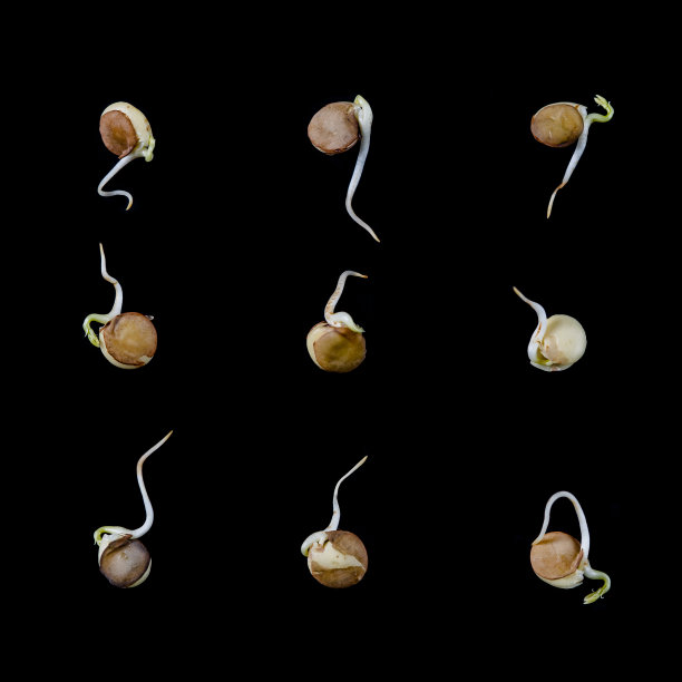 春天的小扁豆图片下载