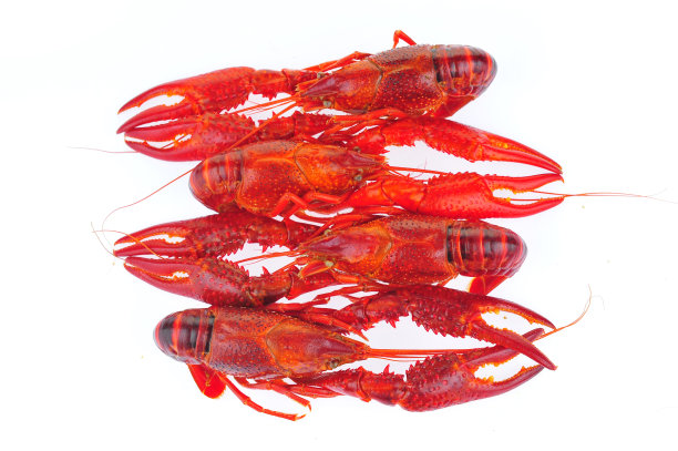 白色背景上的龙虾图片下载