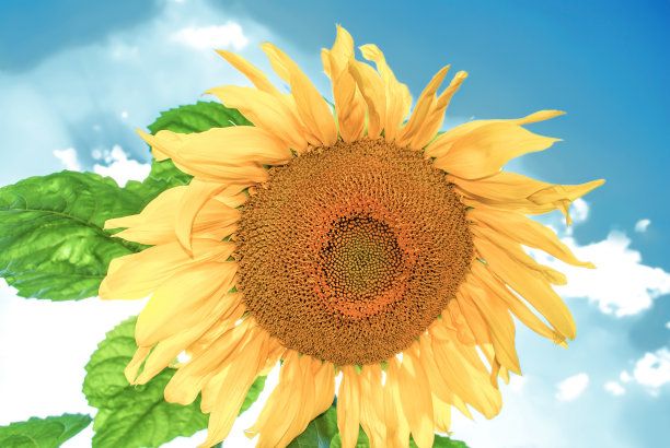 蓝色的天空背景下，黄色的向日葵生长在夏天的田野里图片下载