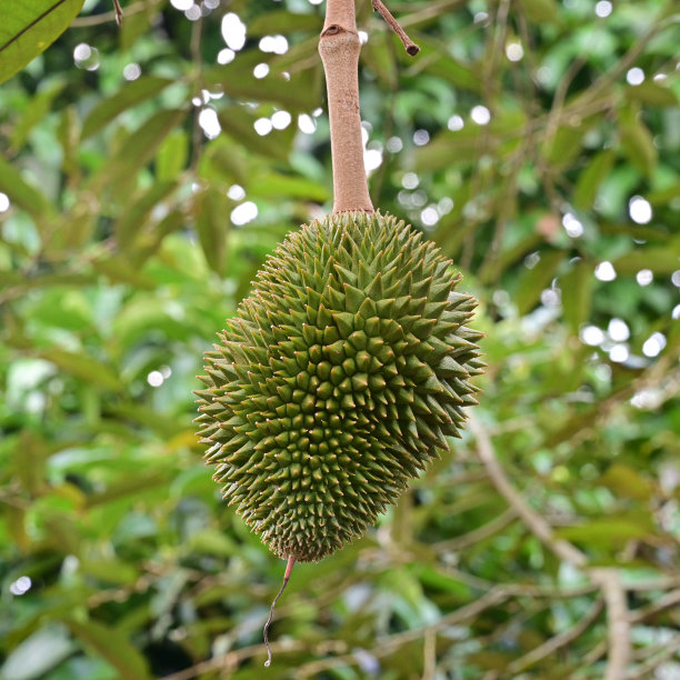 婴儿榴莲图片下载