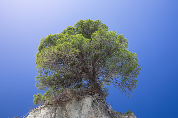 悬崖上的一棵孤独的树映衬着湛蓝的天空图片下载